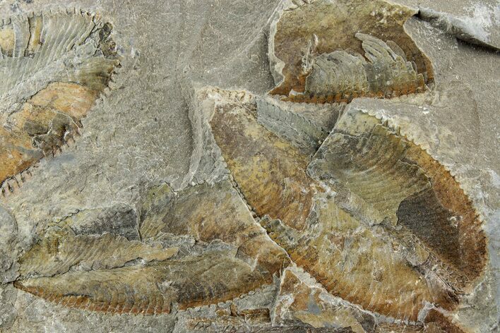 Plate of Ordovician Graptolite (Phyllograptus) Fossils - Utah #238855